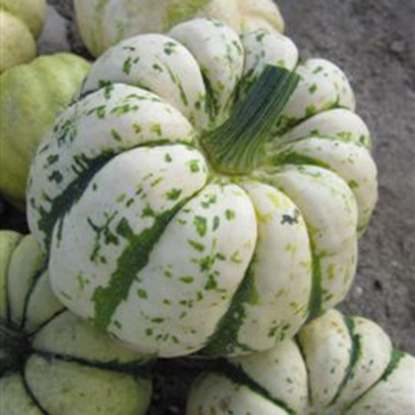 Picture of Winter Squash Sweet Dumpling (Medium Trailing)